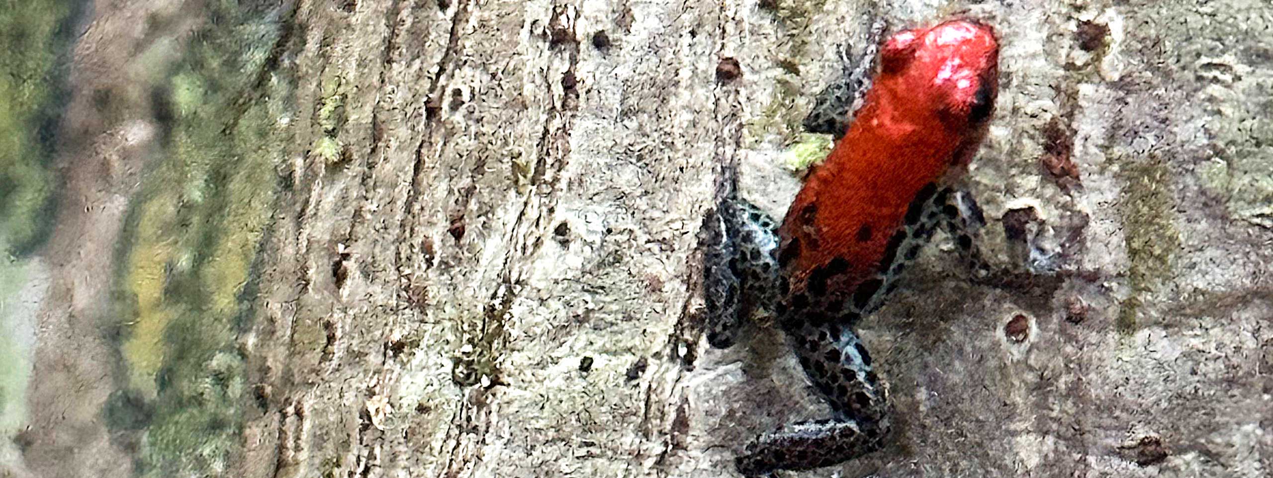 Frosch mit rotem Körper und gesprenkelten Beinen auf Baumrinde.