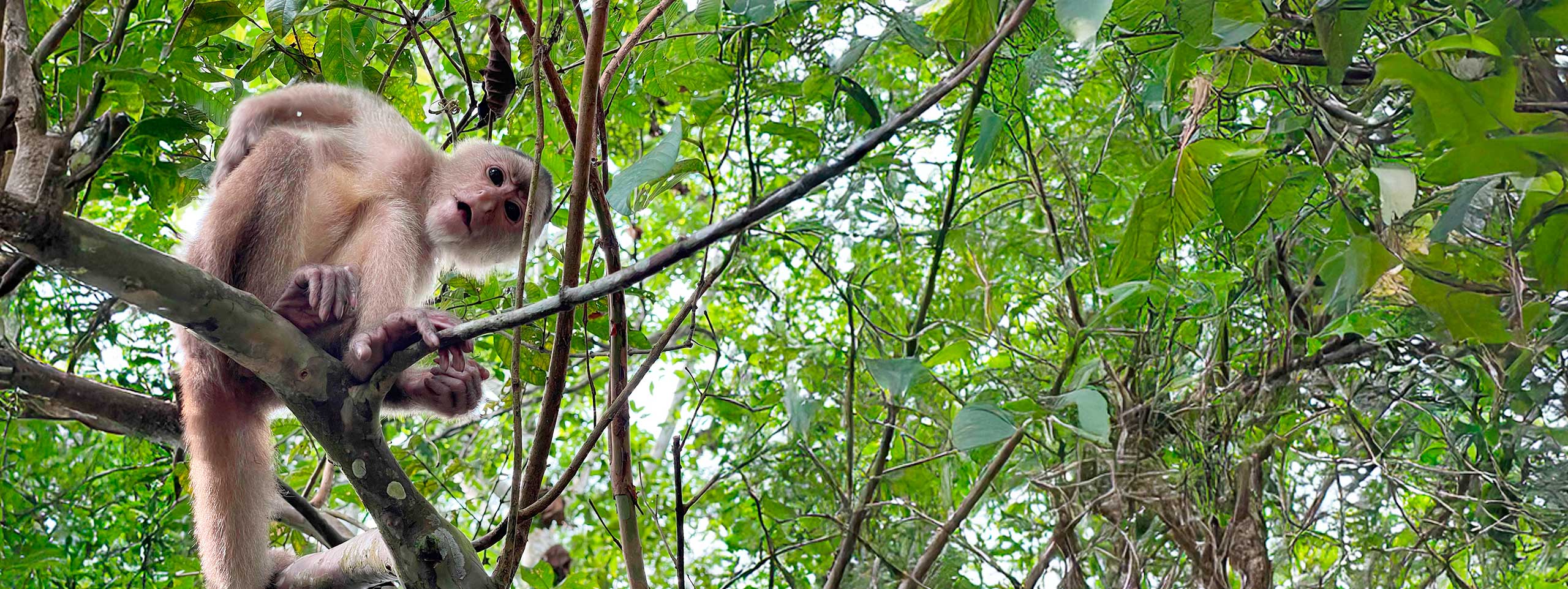 Heller Affe auf Baumast, blickt den Betrachter an.