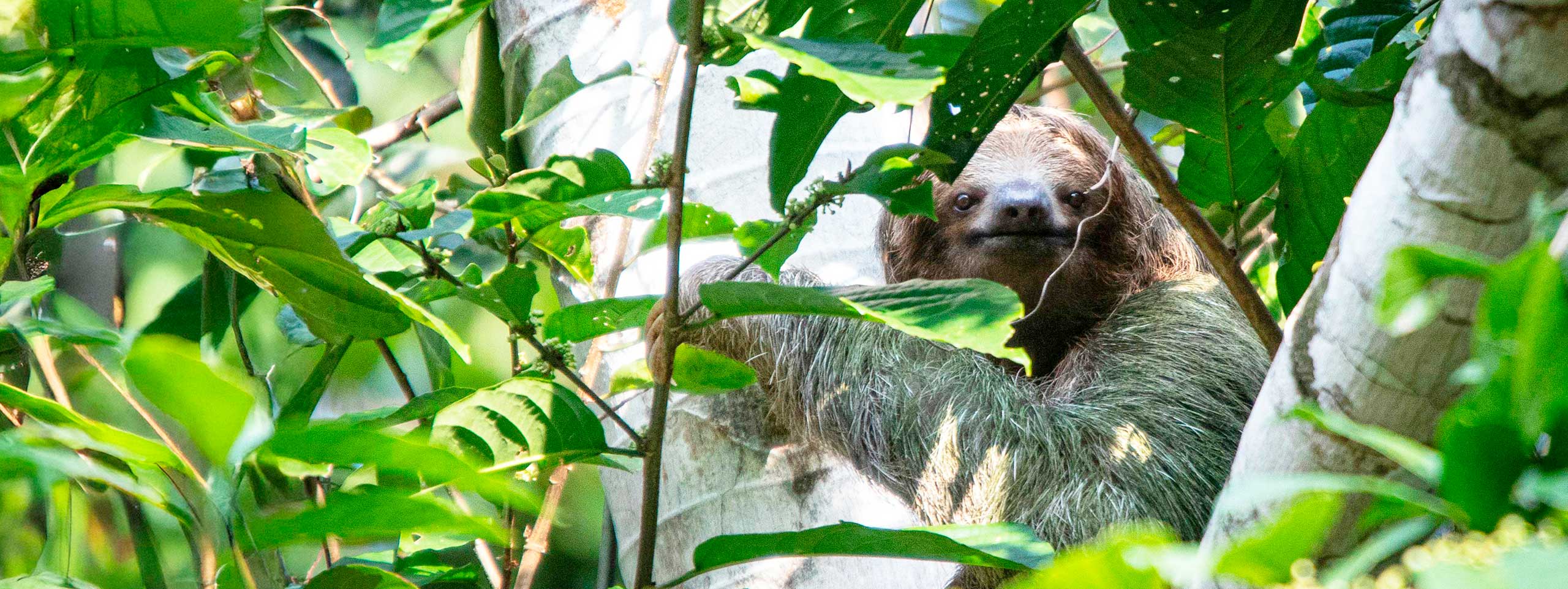 Ein Faultier blickt aus dichtem Laub hervor.