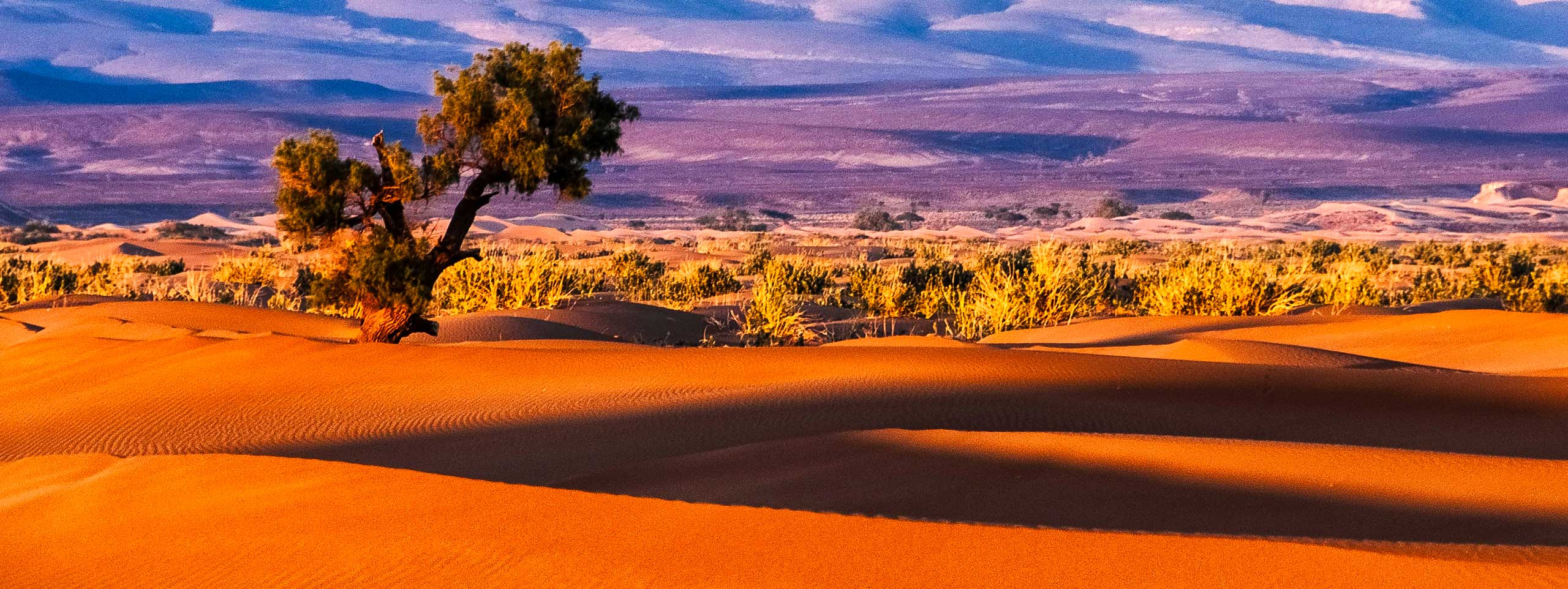 Wüste mit orangeroten Sanddünen und einem Baum.