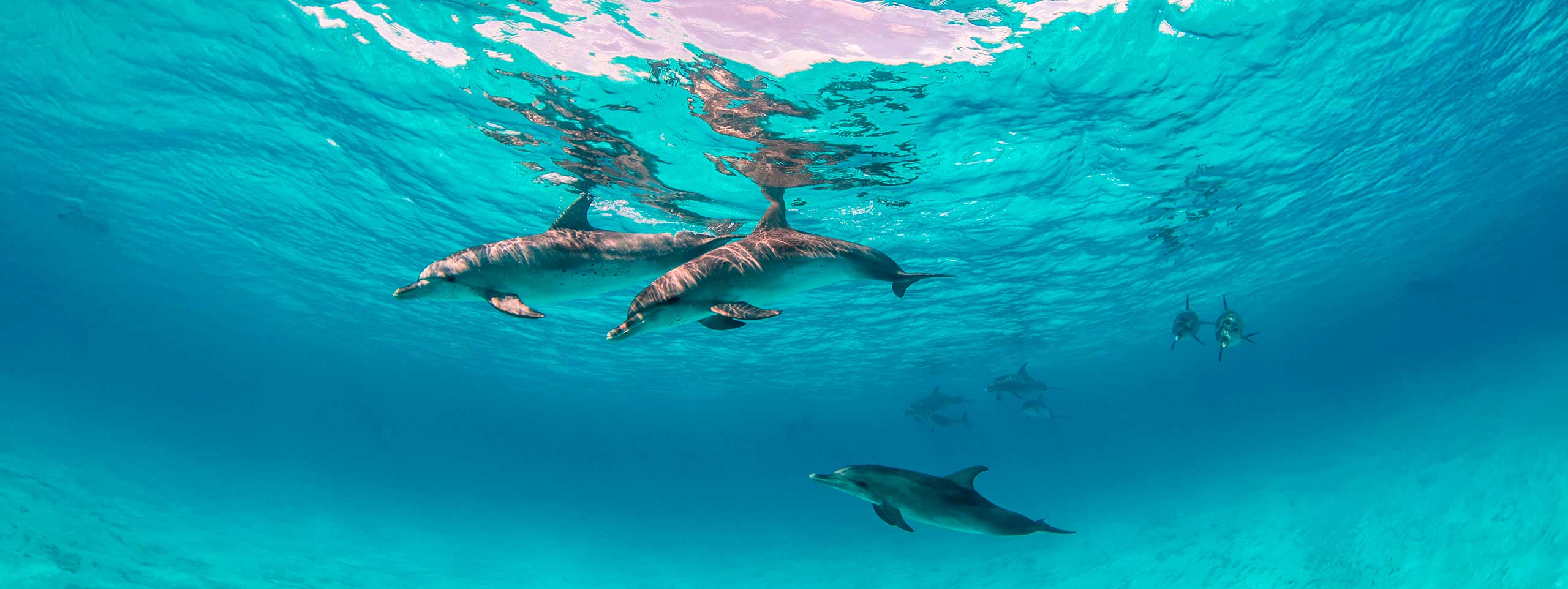 Delfine schwimmen unter der Wasseroberfläche.
