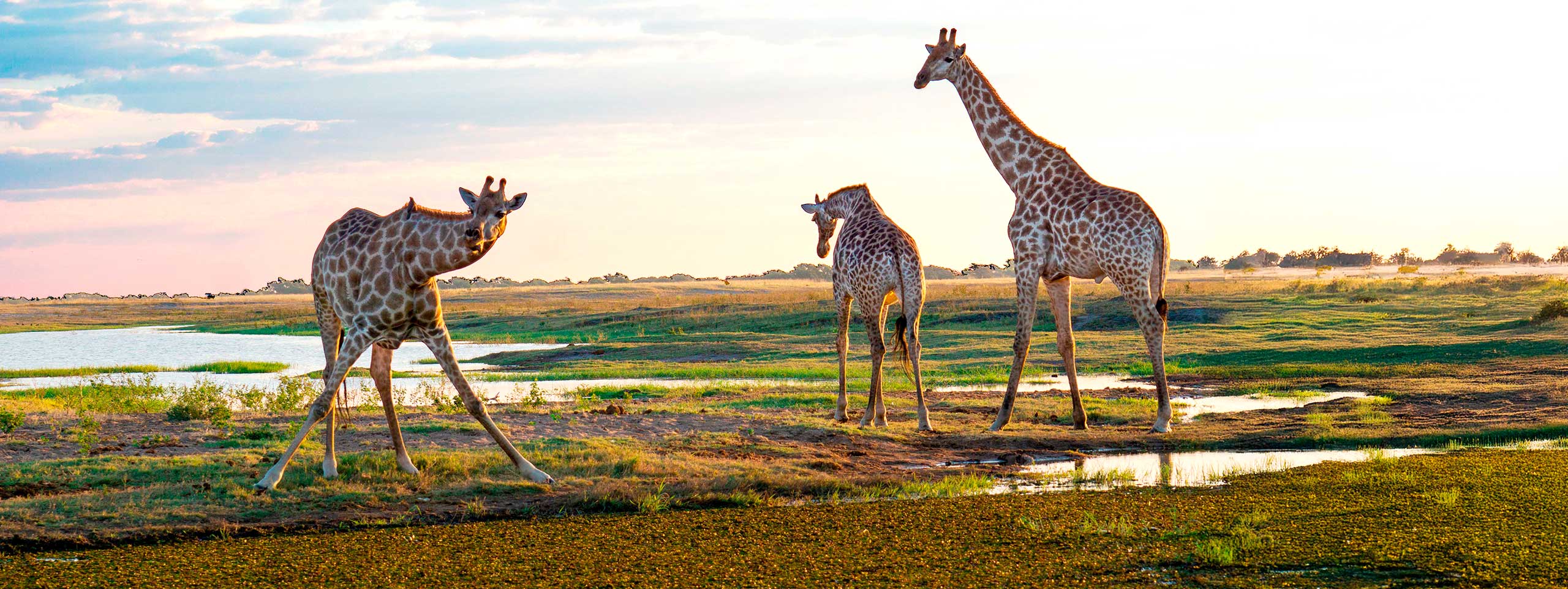 Drei Giraffen stehen und bücken sich am Wasser.