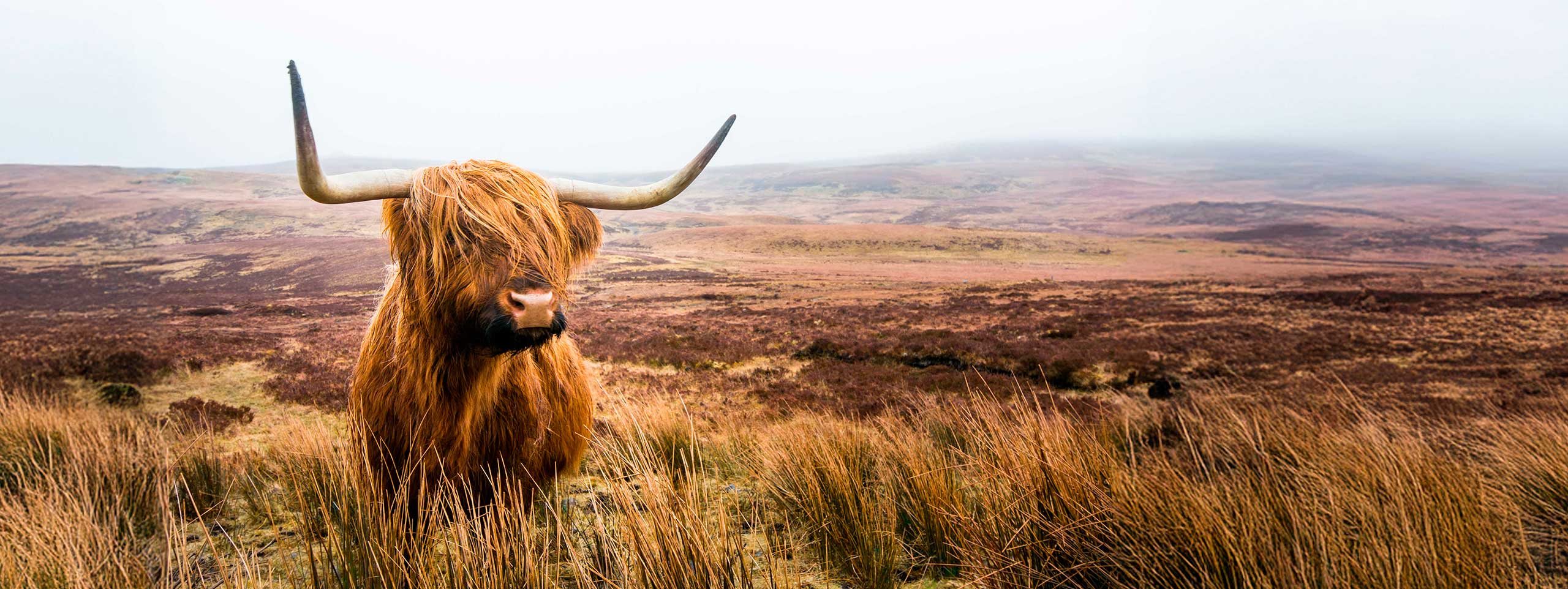Zotteliges Hochlandrind mit Hörnern in karger Landschaft.